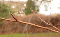 Bøk (Fagus sylvatica)