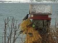 Stær (Sturnus vulgaris)