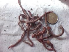 Skogmeitemark (Lumbricus rubellus)