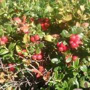 Cowberry (Vaccinium vitis-idaea)