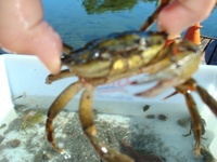 Strandkrabbe (Carcinus maenas)