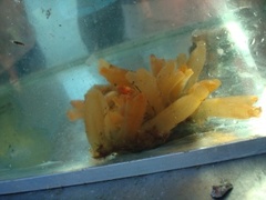 Sea cucumbers (Holothuroidea)