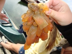 Sekkdyr (Ascidiacea)
