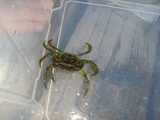 Krabber (Brachyura)