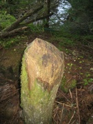 Beaver (Castor fiber)