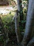 Beaver (Castor fiber)
