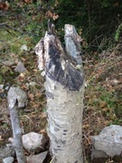 Beaver (Castor fiber)