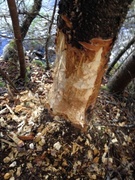 Beaver (Castor fiber)
