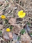 Hestehov (Tussilago farfara)