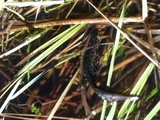 Småsalamander (Triturus vulgaris)