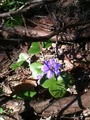 Blåveis (Hepatica nobilis)