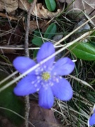 Blåveis (Hepatica nobilis)