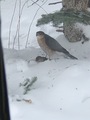 Spurvehauk (Accipiter nisus)