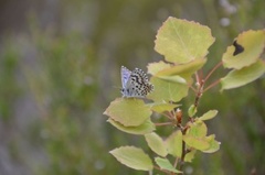 Chequered Blue (Scolitantides orion)