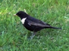 Ring Ouzel (Turdus torquatus)