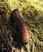Løvtredreper (Cossus cossus)