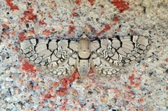 Marmordvergmåler (Eupithecia venosata)