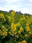 Russekål (Bunias orientalis)