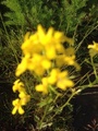 Russekål (Bunias orientalis)