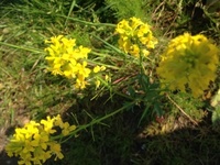 Russekål (Bunias orientalis)