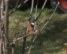Common Redstart (Phoenicurus phoenicurus)