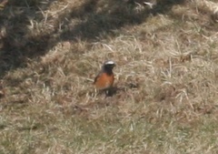Common Redstart (Phoenicurus phoenicurus)