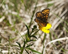 Heath Fritillary (Melitaea athalia)