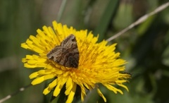 Burnet Companion (Euclidia glyphica)