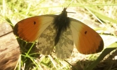 Aurorasommerfugl (Anthocharis cardamines)