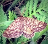 Common Heath (Ematurga atomaria)