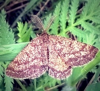 Lyngmåler (Ematurga atomaria)