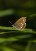 Heroringvinge (Coenonympha hero)