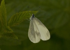 Skoghvitvinge (Leptidea sinapis)