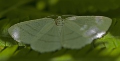 Common White Wave (Cabera pusaria)
