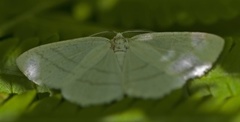 Hvit sankthansmåler (Cabera pusaria)