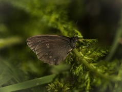Ringlet (Aphantopus hyperantus)