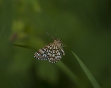 Rutemåler (Semiothisa clathrata)