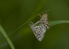 Rutemåler (Semiothisa clathrata)