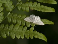 Hvit sankthansmåler (Cabera pusaria)