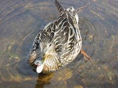 Stokkand (Anas platyrhynchos)