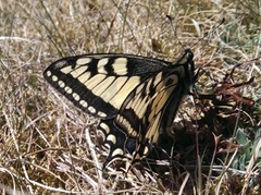 Svalestjert (Papilio machaon)