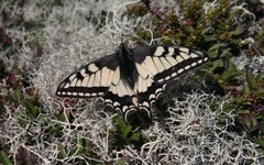 Svalestjert (Papilio machaon)