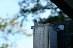 Pied Flycatcher (Ficedula hypoleuca)