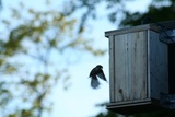 Svarthvit fluesnapper (Ficedula hypoleuca)