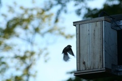 Pied Flycatcher (Ficedula hypoleuca)