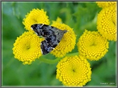 Neslebredmøll (Anthophila fabriciana)