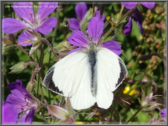 Stor kålsommerfugl (Pieris brassicae)