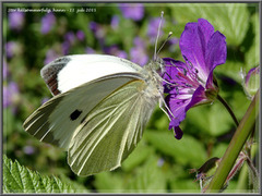 Large White (Pieris brassicae)