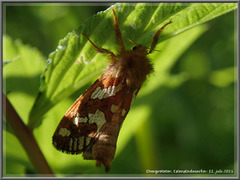 Dvergroteter (Phymatopus hecta)