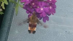 Broad-bordered Bee Hawk-moth (Hemaris fuciformis)